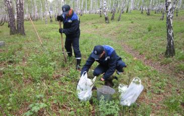 Посадка деревьев спасателями Иркутского ТП